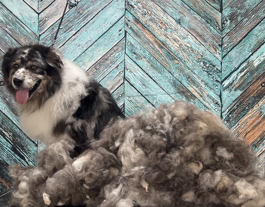 Smiling dog, after deshedding, surrounded by fur