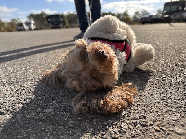 Dog on walk, posing for camera