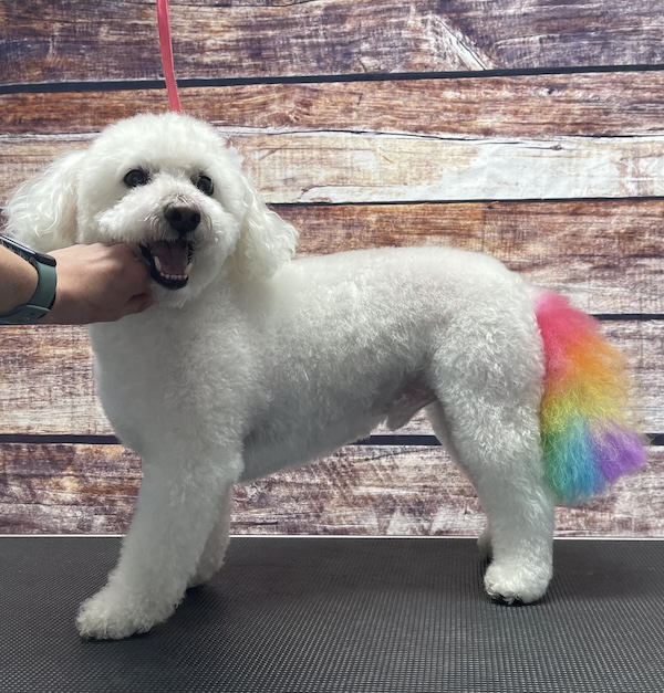 Dog with rainbow dyed tail