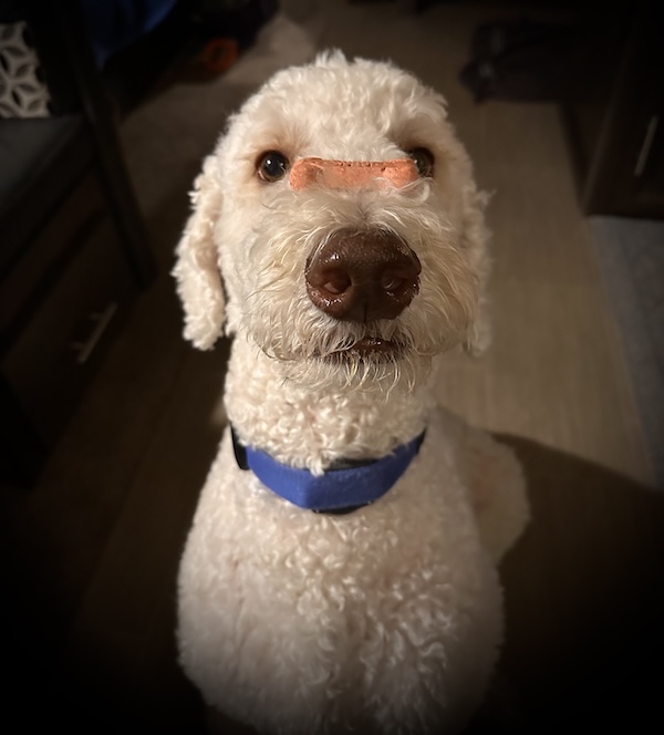 Dog sitting with a treat on his nose