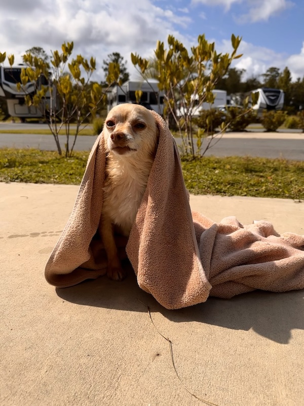 Dog named Luke, looking happy and clean, wrapped up in a towel 
