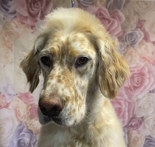 Dog posing after grooming