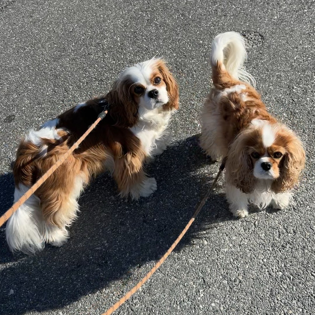Two dogs happy to be on a walk